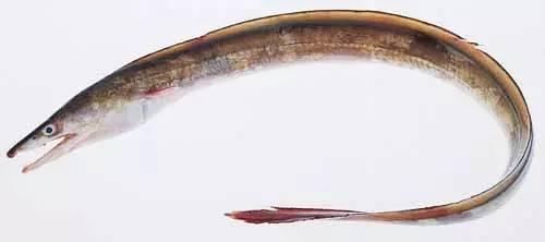 日本鰻魚陷入絕境？捕獲量僅為去年同期的1%！